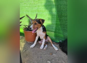 Ricky sucht geduldige Kuschelpartner