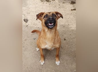 ♥HELIA♥ so liebe und menschenbezogene rehbraune Hündin, die sich so nach uns Menschen sehnt 48 cm