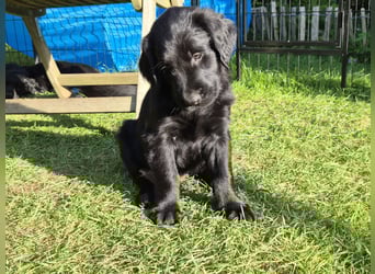 Schwarzer Flat Coated Retriever Rüdenwelpe