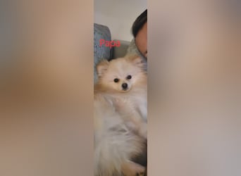 Pomeranian Spitz