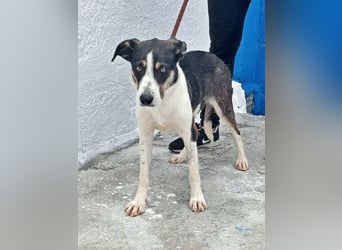 Naira, mit ihren Geschwistern Aiko und Sarabi sucht sie auch ein Körbchen