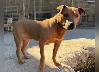 Piti-Mix-Mädchen ♥Liv♥ Vermittlung nach CH-A-NL-B