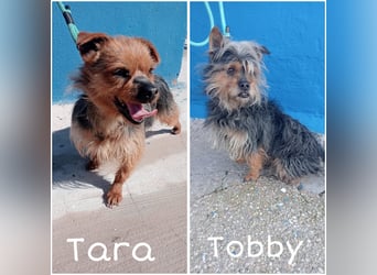 Tara, sucht mit ihrem Freund Tobby ein Zuhause