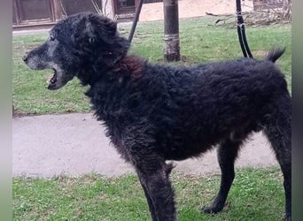 OldBoy ♥Billy♥ Senior sucht so sehr treue & liebende Menschen