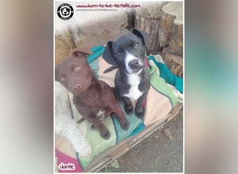 Welpenjunge Jonte sucht ein Zuhause