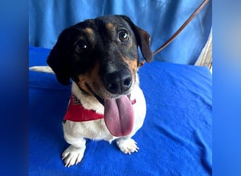 (R) ❤️ zauberhafter kleiner KARLI - 2,5 Jahre, 28cm/9kg - Jack Russell-Dackel-Mischling