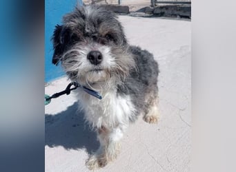 BENJI-sehnt sich nach Fürsorge!