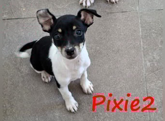 Pixie2 geb. 04/2025 (GRC) - freundliche, goldige kleine Welpin!