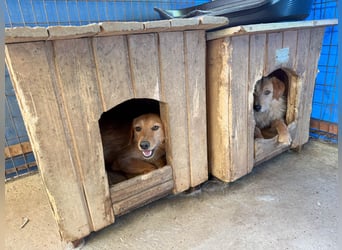 Charmanter Traumbub OLIVER sucht sein Für-Immer-Zuhause