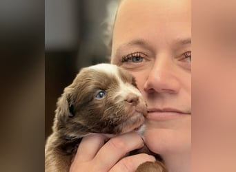Tolle kleine Mini Australian Shepherd Welpen suchen Ihre Herzenfank