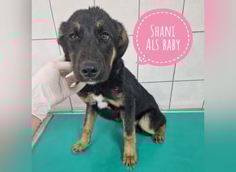 Shani braucht Liebe