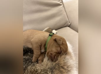 Reinrassige Labrador Welpen in foxred und schwarz