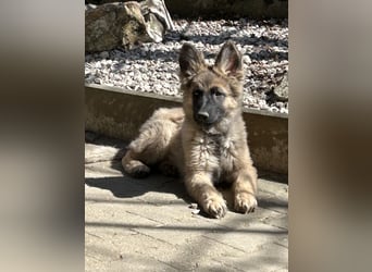 Altdeutsche Schäferhunde