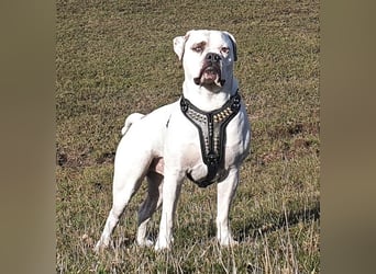 American Bulldog Welpen aus Hybrid/Standard Verpaarung ab Mitte Juni abzugeben, www.cocodin-bulls.de