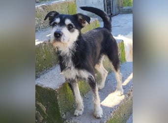 Schnauzer-Mix ♥Milo♥ ein aktiver, absoluter Herzens-Hund