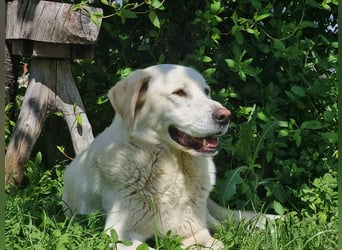 Lucy- Treue Seele mit großem Herz