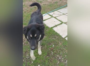 Amy -  sportliche junge Landy mit purer Lebensfreude