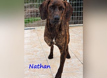Nathan geb. 01/2022 (GRC) - verspielter, charmanter und wunderschöner Rüde!