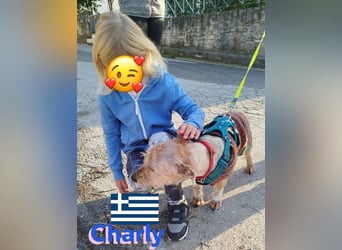 Charly,geb.09/22,freundlicher Terrier-Mix sucht seine Familie