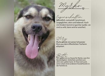 MYRKO wünscht sich ein Zuhause für immer