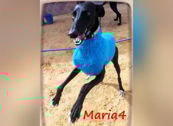 Maria4 geb. 01/2018 (ESP) - verspielte und gesellige Galga!