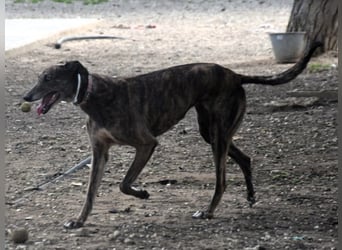 Mia6 10/2017 (ESP) - super liebe, zutrauliche und verschmuste Galga!