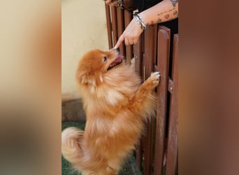 Balu SR – Schatz sucht Ruhe