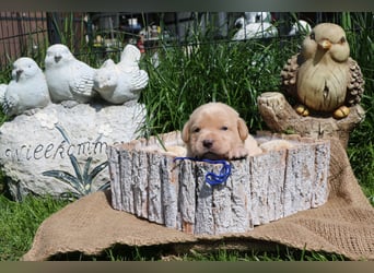 Labrador Welpen mit Ahnenpass