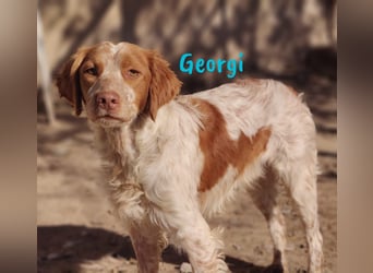 Georgi 05/2023 (ESP) - aufgeweckter und verschmuster Bretonischer Spaniel!