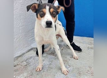 Aiko, will endlich das Tierheim verlassen