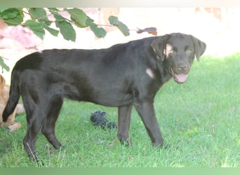 Labrador Welpen