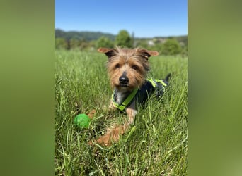 Coco, aktiv und katzenfreundlich