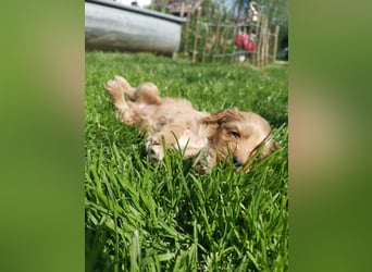 Traumhafte American Cockapoo