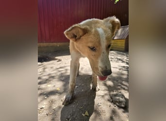 Wasco, 1 , 1/3  jähriger Bub, SH mittelgroß, neugierig, verspielt, aufgeschlossen, sozial)