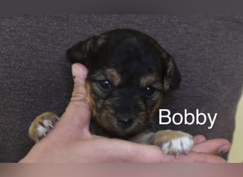 Filou, Pippa, Jenny, Bobby und Flora
