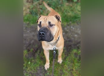 Moncho sucht Pflege- oder Endstelle
