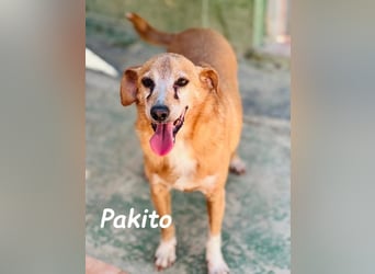 Pakito geb. 08/2017 (ESP) - verschmuster, ruhiger Goldschatz sehnt sich nach Liebe!