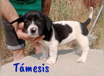 Támesis  geb. 03/2025 (ESP) - aufgeweckter Labrador-Mix Welpe!