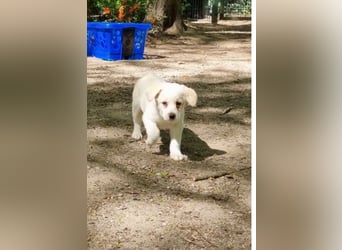 Labrador-Mischlingswelpe sucht liebevolles Zuhause