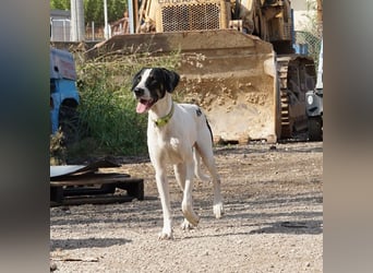 Lupo sucht ein Zuhause