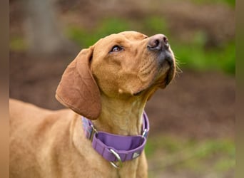 Lord - ungarischer Vizsla - ein außergewöhnlicher Begleiter!
