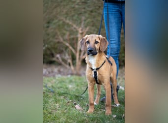 Herzensbrecher Bernie sucht sein Happy End (82515 Wolfratshausen)