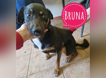 Bruna es ne Familienhündin