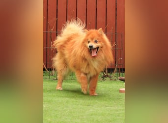 Balu SR – Schatz sucht Ruhe