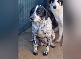 liebe Pointer Mischlings-Hündin Luna sucht ihre Menschen