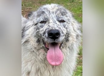 Jereld - Hund mit Sommersprossen sucht seine Familie