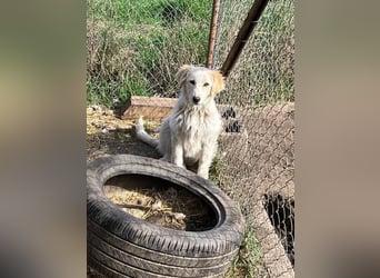 BUBBLES - Hunde-Teenagerin auf Familiensuche!