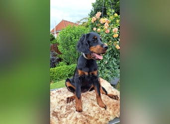 Gordon Setter Mädchen Sheila und Scarlett suchen nette Kuschelpartner
