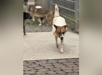 Adel – für Menschen, die lieber einen Hund richtig lieben als zwei halb“