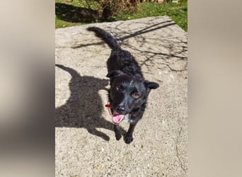 Verspielter ELVIS- sucht Zuhause für immer